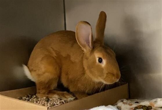 Last week's pet, still available: Cinnabun